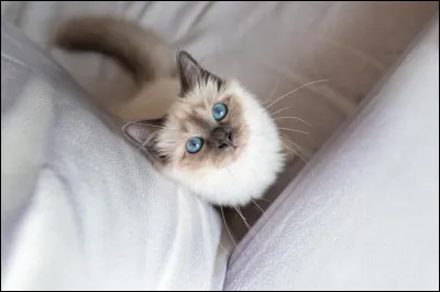 Quel âge avait le chat qui est mort, le plus vieux ?