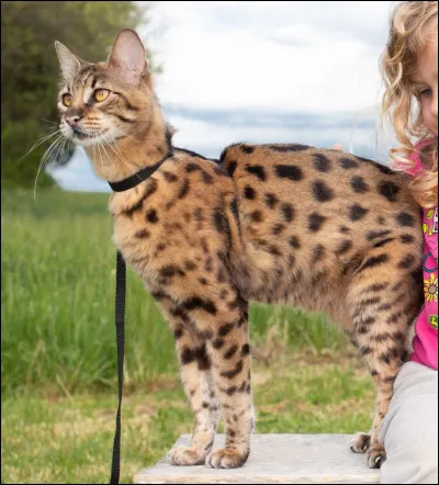Le savannah est le croisement d'un chat et d'un...