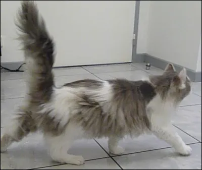 Comment dit on ''chat'' en espagnol ?