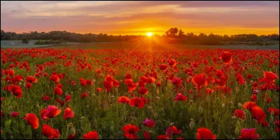 Si tu étais une fleur, tu préfèrerais être...