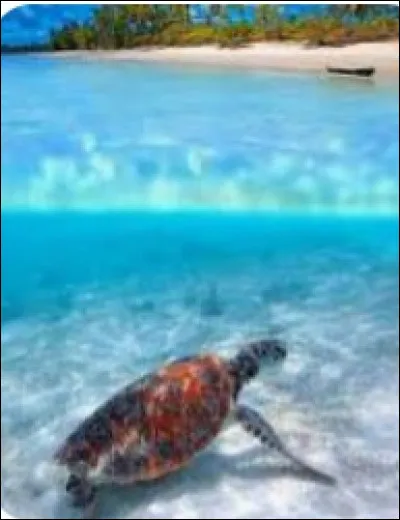 Et maintenant, quelle est ta réaction en voyant cette image ?