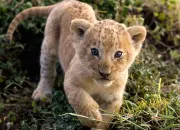 Quiz Les animaux de la savane !