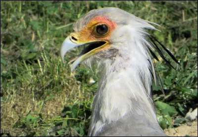Cet oiseau est connu sous diff&eacute;rents noms. Dans la liste ci-dessous, 3 sont bons et 1 ne l�est pas : lequel ?