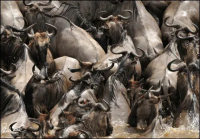Lors de leurs d&eacute;placements migratoires, les gnous doivent parfois traverser des rivi&egrave;res o&ugrave; les attendent des crocodiles du Nil affam&eacute;s. Quels individus du troupeau passent en premier ?