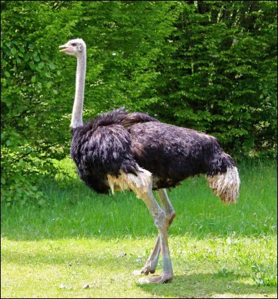 Dans la savane, pourquoi les troupeaux d�antilopes et de z&egrave;bres aiment particuli&egrave;rement pa&icirc;tre &agrave; proximit&eacute; des autruches ?