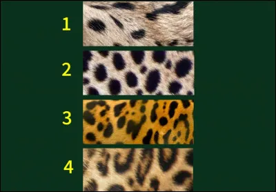 Voici quatre robes de quatre esp&egrave;ces de f&eacute;lins. Quelle est la bonne combinaison ?