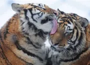 Quiz Bbs animaux de la jungle et du dsert !