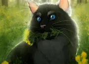 Quiz Connais-tu bien toile de Feu ?