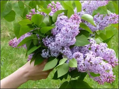 Qui nous parle de lilas dans une chanson ?