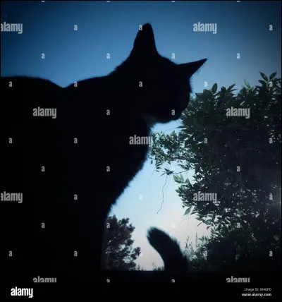 Vrai ou faux ? Les chats peuvent voir dans le noir total.