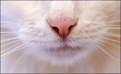 Comment sont aussi appel&eacute;es les moustaches du chat, si elles ont un autre nom ?