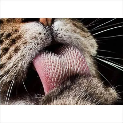 Que veut dire l'expression "donner sa langue au chat" ?