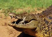 Quiz Les crocodiles - Un physique de guerrier (partie 2) !