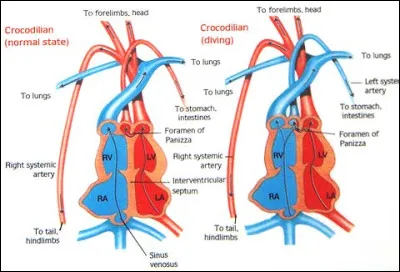 Cochez une/des affirmation(s) exacte(s) concernant l'évolution du crocodile...
