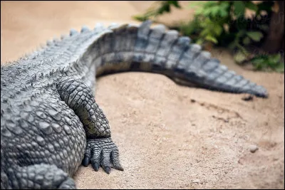 Cochez une/des affirmation(s) exacte(s) concernant la queue du crocodile (2)...