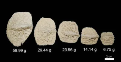 Cochez une/des affirmation(s) exacte(s) concernant la présence d'ostéodermes sur les crocodiles...