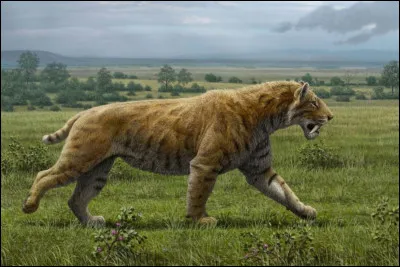 Les derniers tigres à dents de sabre se sont éteints il y a deux millions d'années, à la fin du...
