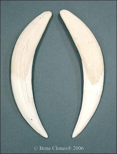 À quoi servent les grandes dents du smilodon ?