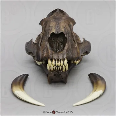 Où les smilodons mordaient-ils leurs proies ?