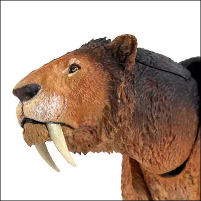 Les Machairodontinés pouvaient avoir des dents dentelées ou encore lisses et effilées.