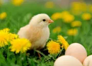 Quiz Les mamans animales de la ferme !