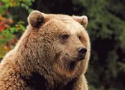 Quiz Mamans animales de la fort !