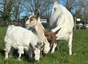 Test Quel animal de la ferme te correspond ?