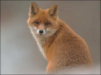 Pourquoi Katniss appelle-t-elle un des personnages "La Renarde" ?