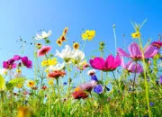 Quiz Les fleurs dans les chansons franaises