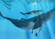 Quiz Mamans des mers et ocans !