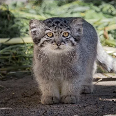 O&ugrave; vit le chat des steppes ?