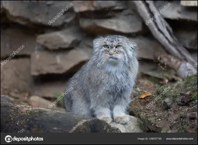 &Agrave; quoi ressemble le chat des steppes ?