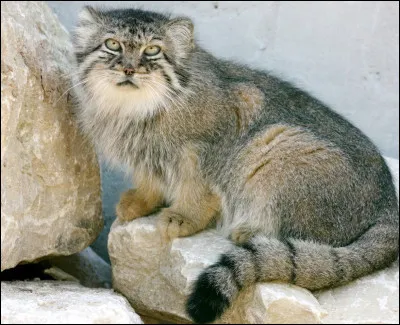 De quelle esp&egrave;ce est-il issu ?