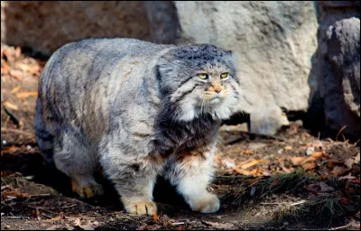 Quel est le nom scientifique du chat des steppes ?