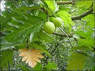 La pizza est réalisée à partir de pâte...