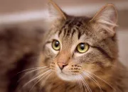 Quiz Le chat des dserts