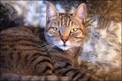 O&ugrave; rencontre-t-on le chaus ?