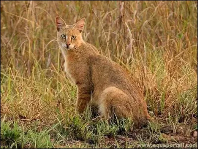 De quelle souche est-il issu ?