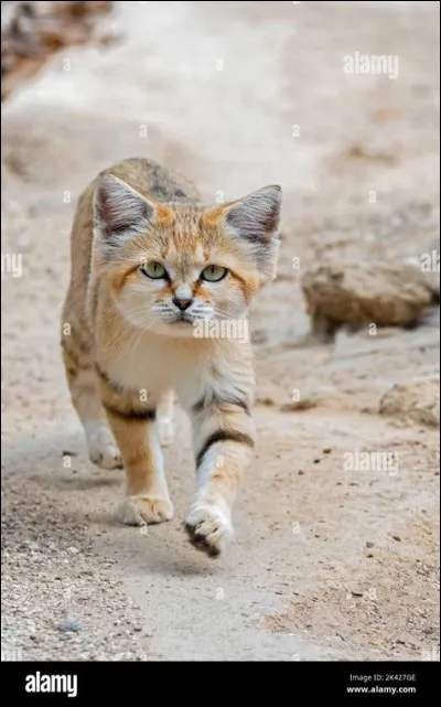 On a cru un moment que le chaus &eacute;tait un anc&ecirc;tre du chat domestique.