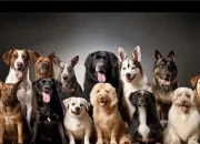 Quiz Les chiens ~ Les races