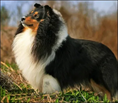Quelle est la race de ce chien ?