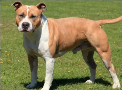 À quelle race appartient ce chien ?