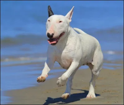 Quelle est la race de ce ''loulou'' ?