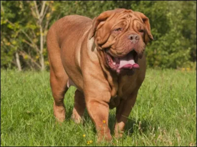 Quelle est cette race de chien ?