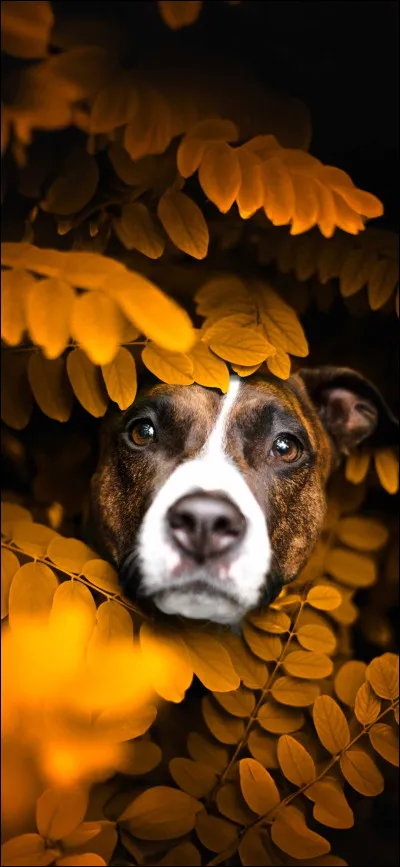 À quelle famille appartiennent les chiens ?