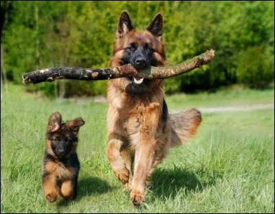 Quelle est la race de ce chien ?