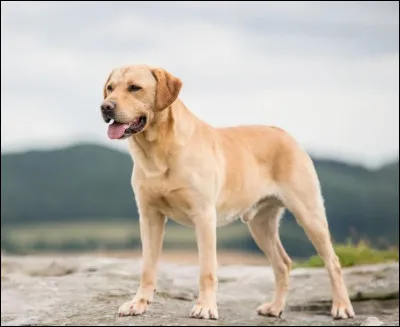 Quelle est cette race de chien ?