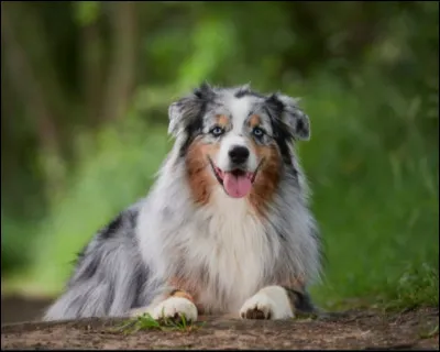 Quelle est la race de ce gentil toutou ?