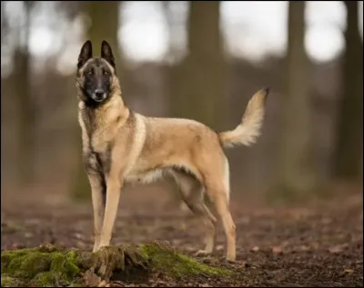 Quelle est la race de ce toutou ?