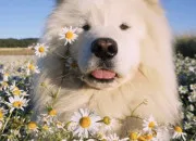 Test Quelle fille ''animal'' tes-vous ?